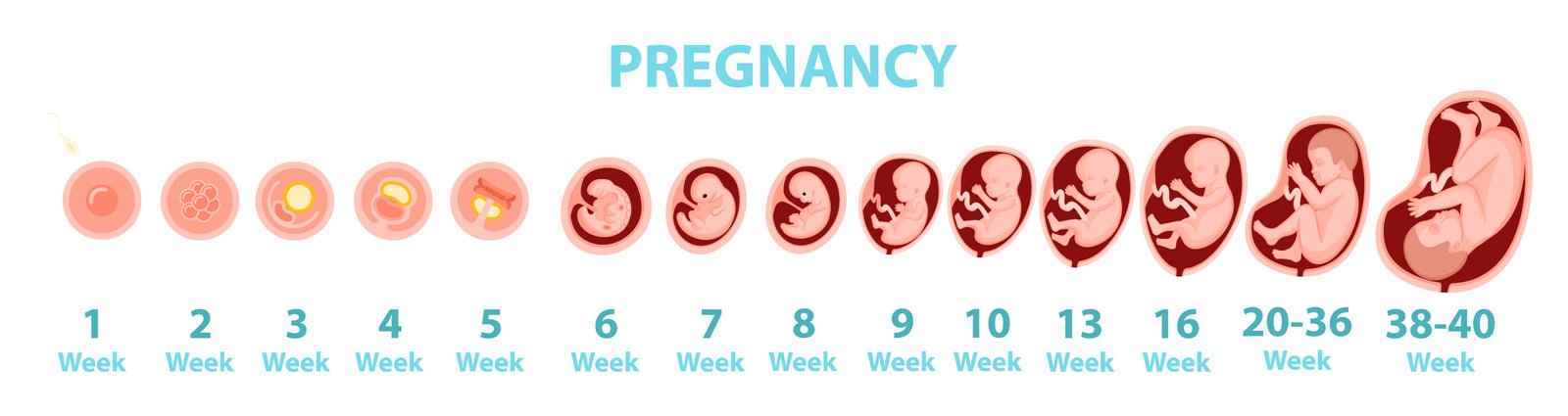 Human embryo genesis by weeks. Vector cartoon illustration.